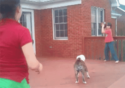 a girl and a boy are playing with a dog on a patio .