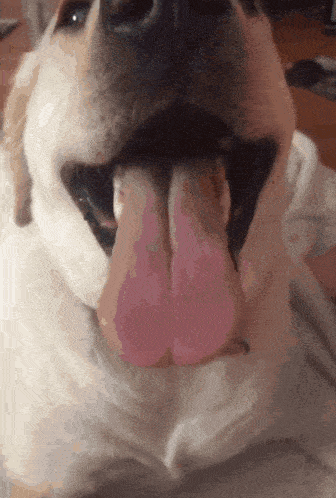 Dog Face Reveal GIF - Dog Face Reveal Levi Williams GIFs