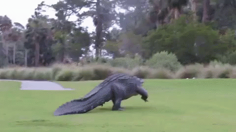 怪物 化け物 巨大なワニ GIF - Golf Monster Alligator GIFs