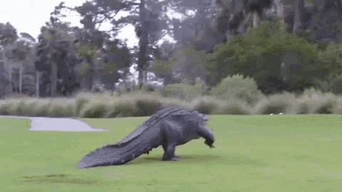 a large alligator is walking across a lush green field with trees in the background .
