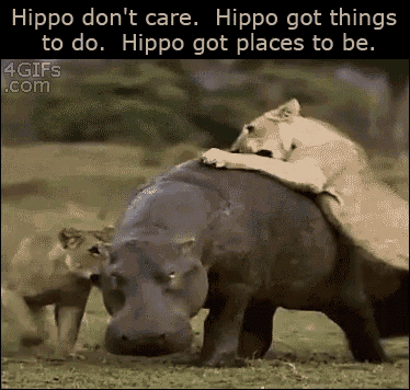 Hippo Hurry GIF - Hippo Hurry Dont GIFs
