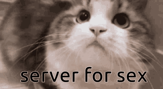 a close up of a cat with the words server for sex above it