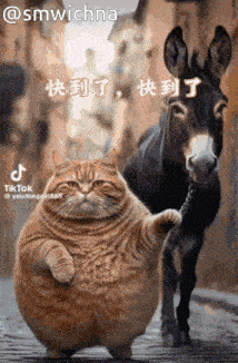 a cat and a donkey are standing next to each other on the street