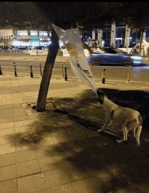 a dog standing on a sidewalk next to a tree with a piece of paper hanging from it that says ' a '
