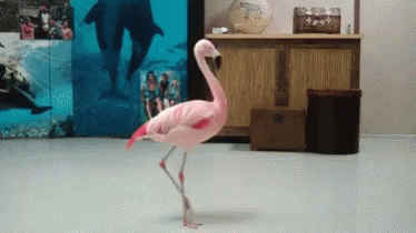 Pink Flamingo GIF - Pink Flamingo GIFs