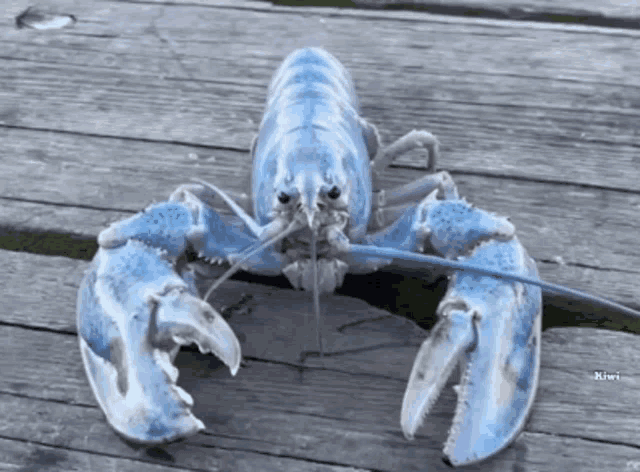 a blue lobster is laying on a wooden surface