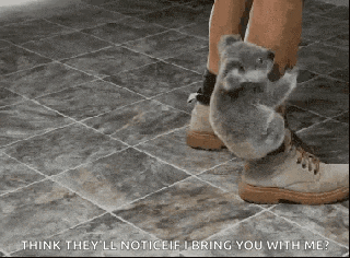 a koala bear is standing on a person 's foot .