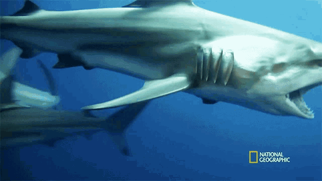 a shark is swimming in the ocean with a national geographic logo on the bottom