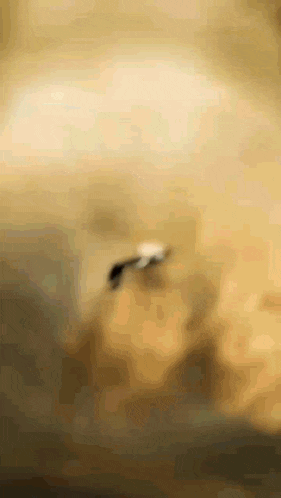 a close up of a ring on a table with a blurry background .