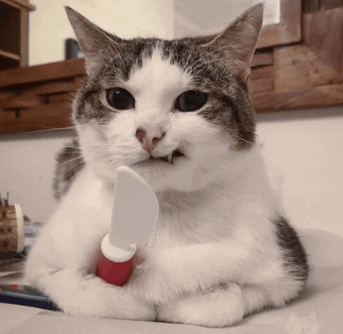 a cat is holding a knife in its paws