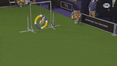 shrek is jumping over a hurdle in front of a fox sports stadium