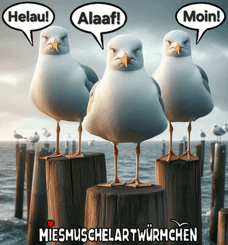 three seagulls with speech bubbles that say helau alaf and moin