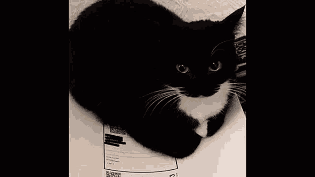 a black and white cat is laying on a piece of paper with doctor bruh written on the bottom