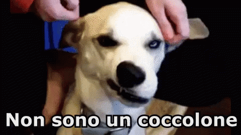 Coccole Cane Coccolone Freddo Arrabbiato Non Mi Toccare GIF - Cuddle Dog Cuddly GIFs