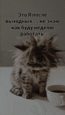 a cat with a messy haircut sits next to a cup of coffee on a table