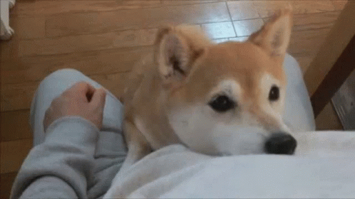 Shiba Doge GIF - Shiba Doge Dog GIFs
