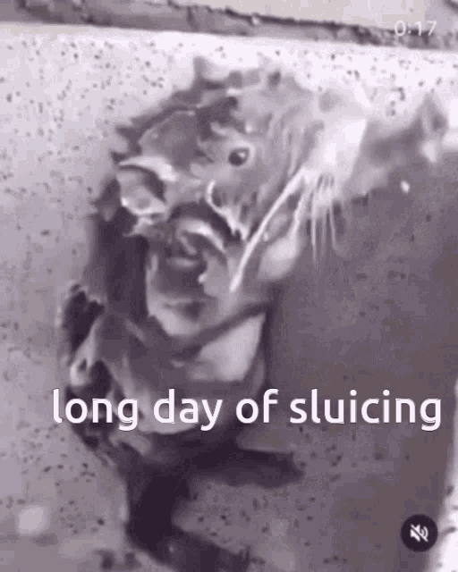 Long Day Of Sluicing Rat Powered Automated Sluicing GIF - Long Day Of Sluicing Rat Powered Automated Sluicing Seablock GIFs