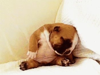 a brown and white dog is sleeping on a bed with its head on a pillow .