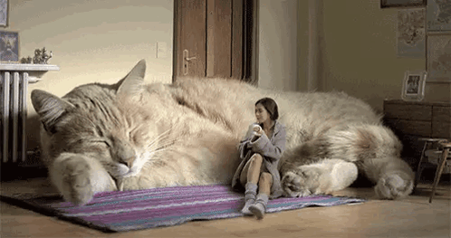 Cat Giant Cat GIF