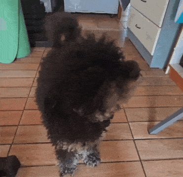 a small black dog is standing on a tile floor