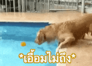 a dog playing with a ball in a pool with a foreign language written above it