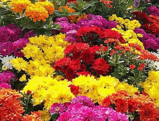 a bunch of different colored flowers including yellow red and purple