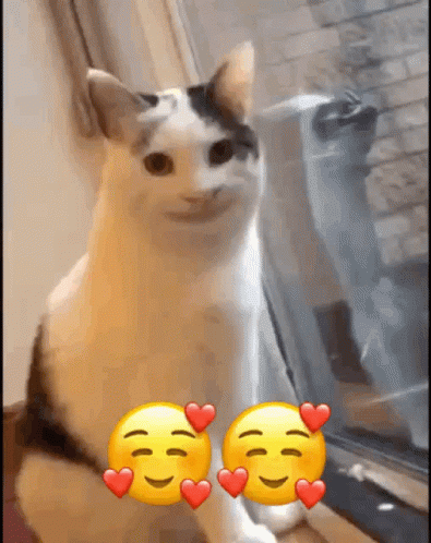 Smiling Smiling Cat GIF - Smiling Smiling Cat Cat GIFs