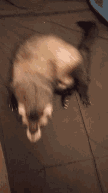 a ferret is laying on a black blanket looking at the camera
