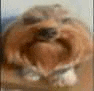 a blurry picture of a dog with its mouth open .