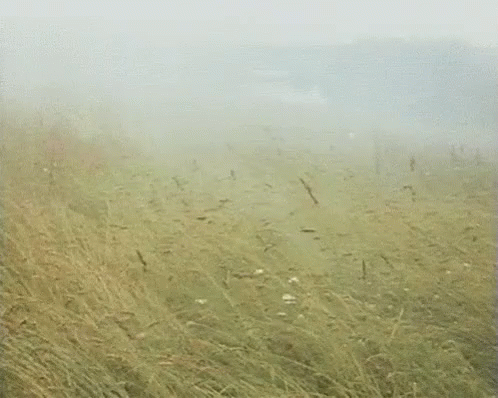 Fuir GIF - Field Fog Mist GIFs