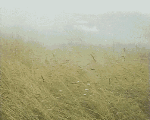 a woman in a white dress is walking through a field of tall grass