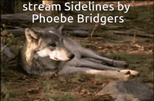 Wolf Phoebe Bridgers GIF - Wolf Phoebe Bridgers Sidelines GIFs