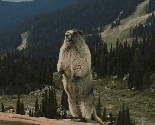 a ground squirrel standing on its hind legs with the word tandra on the bottom right