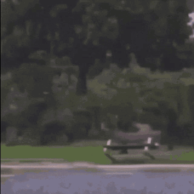 a dog that looks like a cat is standing in a park .
