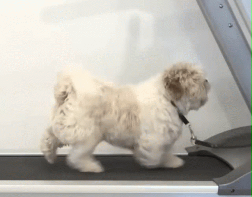 Dog Shih Tzu GIF - Dog Shih Tzu Treadmill GIFs