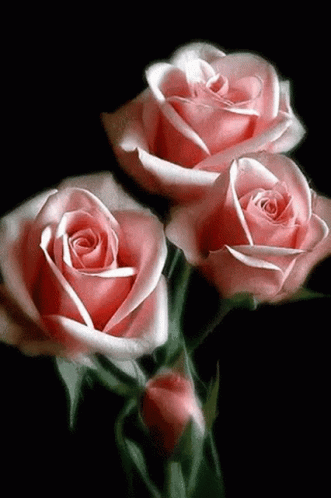 Roses Pink GIF