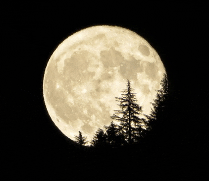 a full moon with trees in the foreground against a black sky