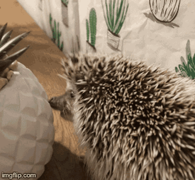 Alcapoke The Hedgehog Hedgehog GIF