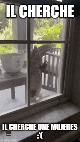 a cat is looking out of a window with a caption that says il cherche