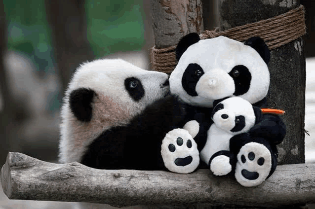 two stuffed panda bears are sitting next to each other on a tree branch