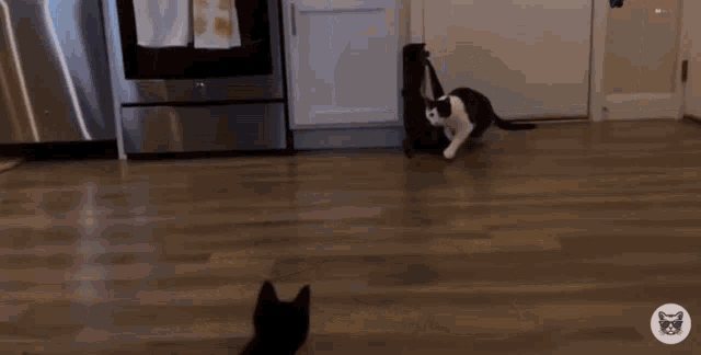 a black and white cat is standing on a wooden floor in a kitchen .