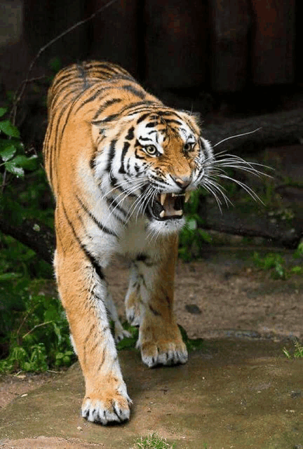 a tiger with its mouth open and its teeth showing