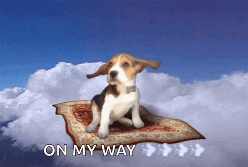 a dog is sitting on a flying carpet with the words on my way
