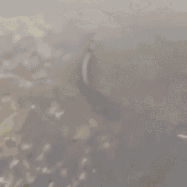 a person is standing in a puddle of water with a reflection of a person in the water .