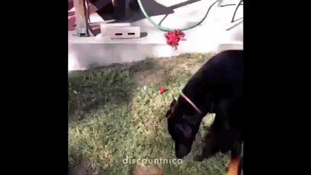 a black dog is standing in the grass with the words discountnico on the bottom