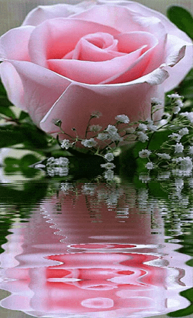 Pink Rose In Water Pink Flowers GIF