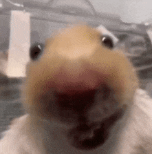 a close up of a hamster 's face with its mouth open and looking at the camera .