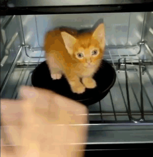 Fried Cat GIF - Fried Cat GIFs