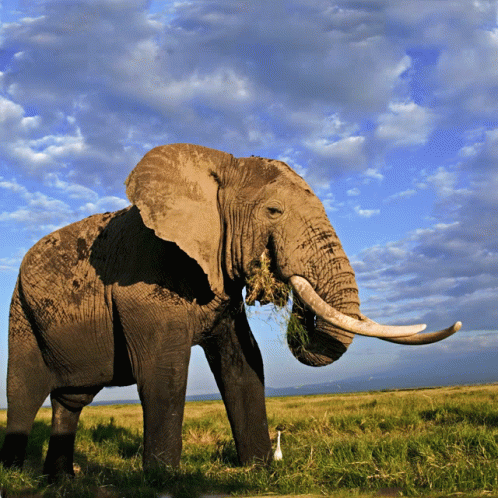 Phgg24elephantpro GIF - Phgg24elephantpro GIFs