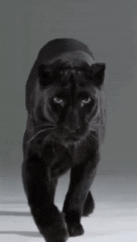 a black panther is walking on a white surface with a gray background .